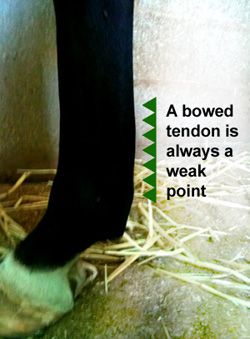 bowed tendon