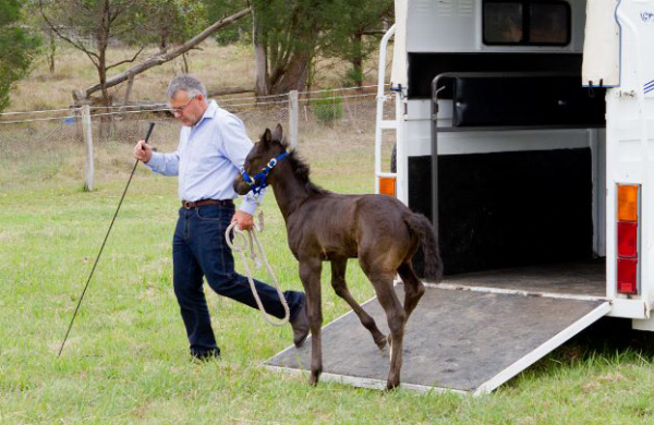 Between each approach, always give the horse a break by walking him around and letting him relax. It doesn’t matter if you have to take the horse on and off ten times before he walks all the way into the trailer.