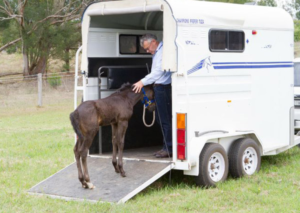 After a few lessons, when the horse has learned to step forward over a few simple obstacles, take him to the trailer. Walk him around away from the trailer to let him relax, then ask him to step onto the loading ramp.