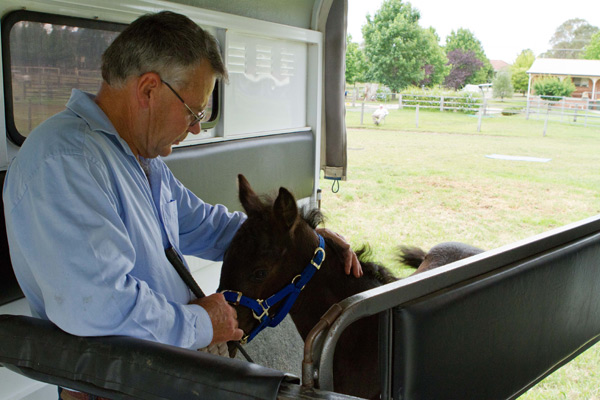 Loading a horse into a trailer is just another step in his education. Keep each lesson to fifteen minutes or less.