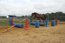 Horse loose jumping in a grid
