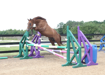 horse jumping without a rider
