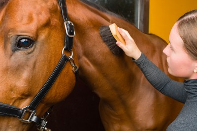 A horse's tension can come from his rider, stiff muscles due to cold weather, howling wind, or countless other factors