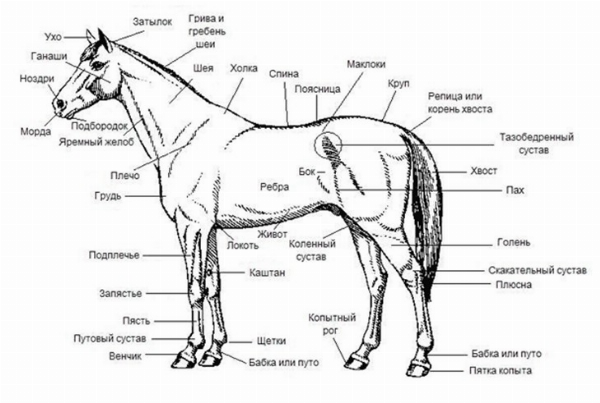 Картинки по запросу строение тела лошади
