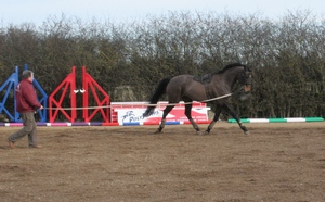 horse being lunged