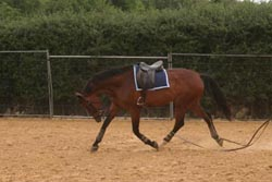 demonstrating an overbent horse on long reins