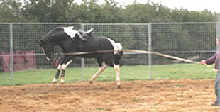 Young horse bucking with a saddle on