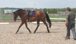 Horse working correctly on the lunge