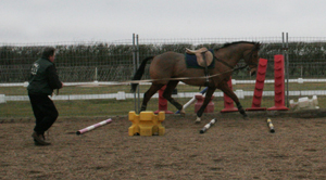 Horse working over trotting poles