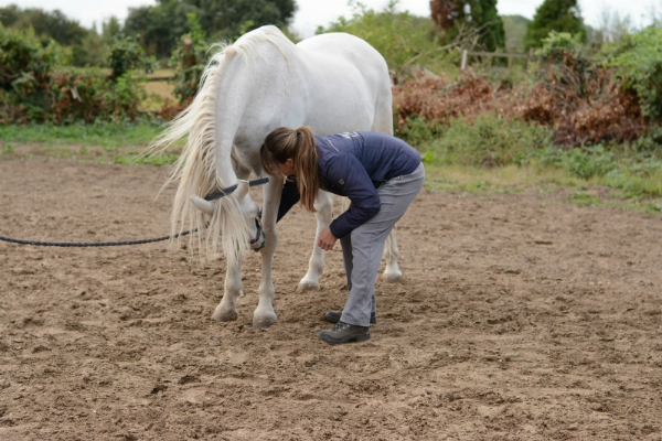 Carrot Stretch Exercises to improve horse's core and mobility - Head to Knees