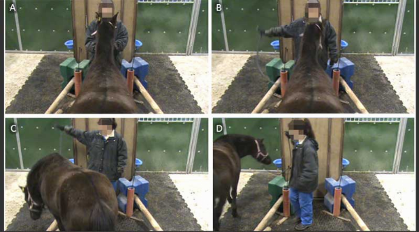 Sequential screenshots of a typical learning trial. (A) The horse is ready in the starting position. (B) The experimenter is giving stage 1 indication toward the left compartment. (C) The horse is entering the left compartment. (D) The horse has successfully entered the left compartment and is going to receive a food reward in the left bucket