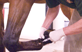 Картинки по запросу injection horse intra-articular