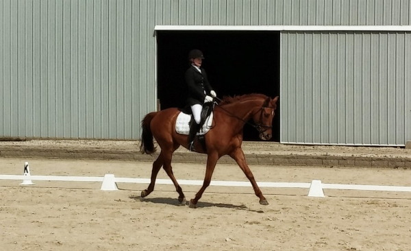 It took a few years to get this trot and this carriage and this musculature. He's almost unrecognizable from his before pictures. For us, this was a huge accomplishment, although other riders start with horses that look like this from almost the beginning. To each their own!