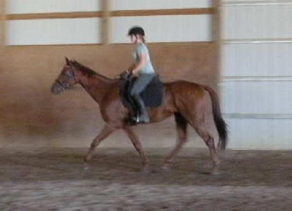 The trot I started with on Remy was less than inspiring! He used his body all wrong, and was stiff and firmly planted on the forehand, and a MOST uncomfortable ride!