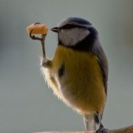 SurfingBird