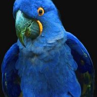 macaw