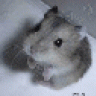 Hamster