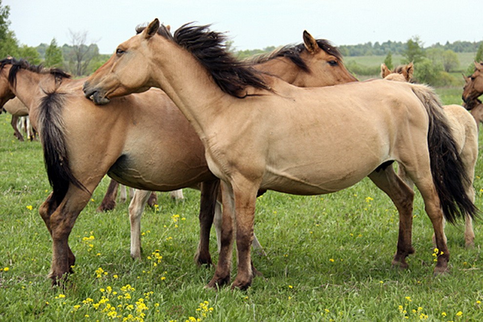 Инструкция бонитировки лошадей