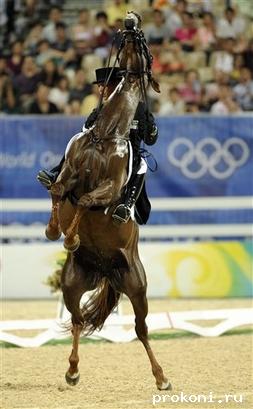 horse1.jpg