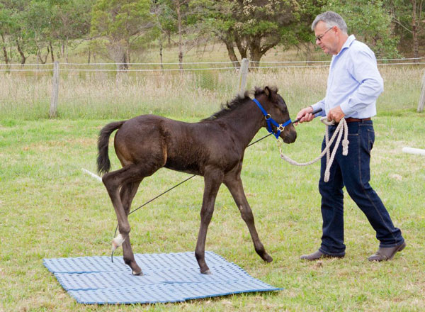 Spend a few days walking your horse over various objects and make sure he steps forward and doesn’t move backwards when he’s worried.