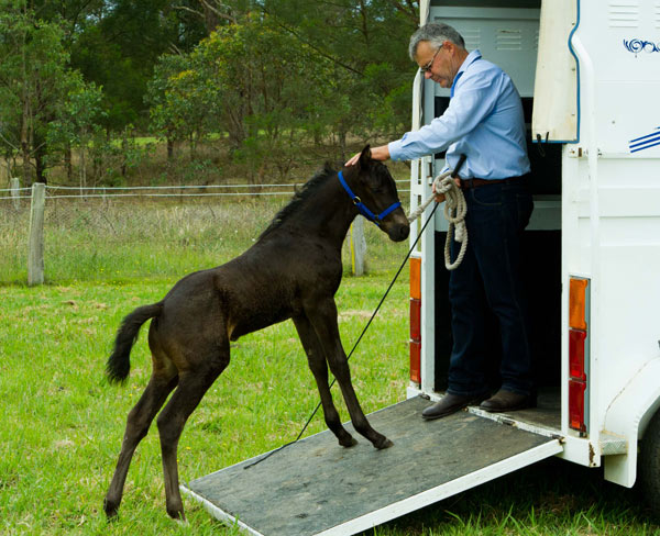 It doesn’t matter if you have to take the horse on and off ten times before he walks all the way into the trailer. And it doesn’t matter if it takes three or four lessons to achieve this. 