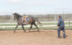 long reining