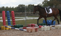 working over trotting poles