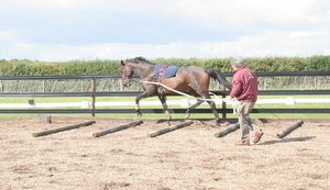 horse trotting over poles