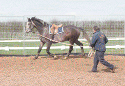 long reining