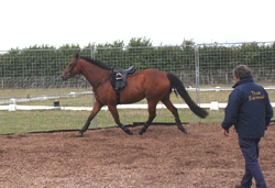 horse with poor posture and poor way of going