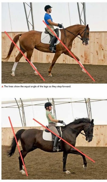 Extended Trot Correct vs Incorrect 