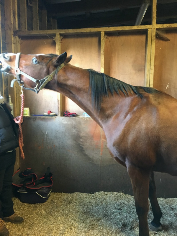 Carrot Stretch Exercises to improve horse's core and mobility - Neck Stretch