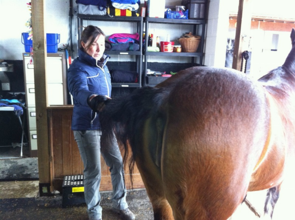 Tail Pull Exercise to improve horse's core and mobility