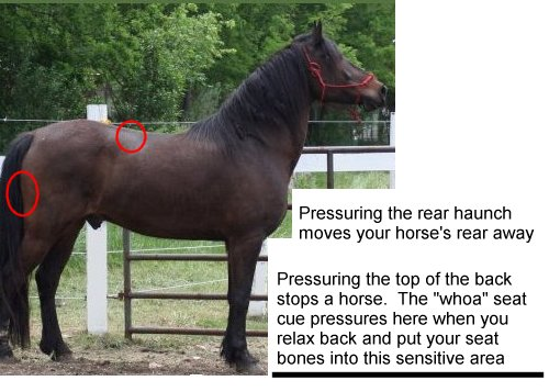 horse disengage and whoa pressure points