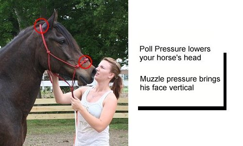 horse poll aand nose pressure points