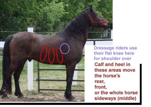 horse leg cue pressure points