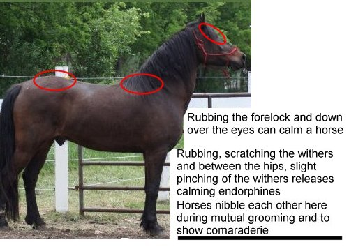 horse calming pressure points
