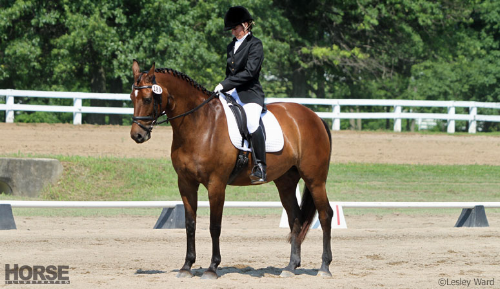 Dressage halt