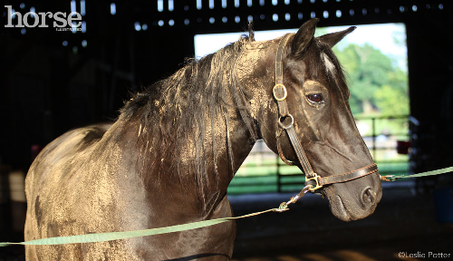 Muddy Horse