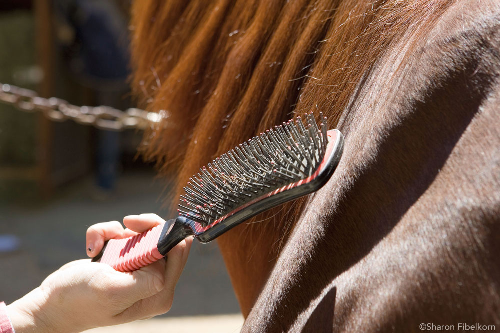 Mane Brush