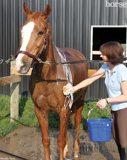 Horse Bath