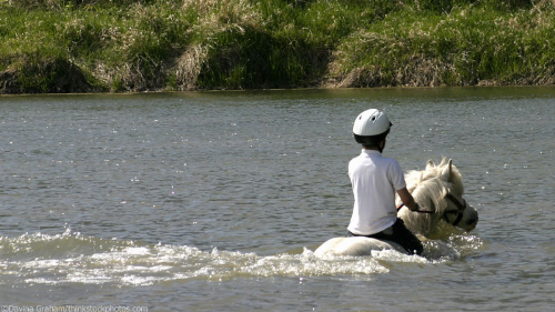 Swimming Pony