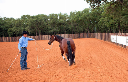 Clinton Anderson Sending Exercise