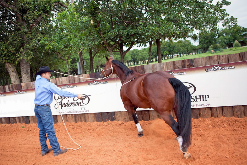 Clinton Anderson Sending Exercise