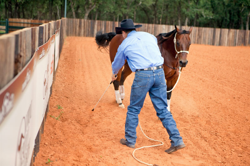 Clinton Anderson Sending Exercise