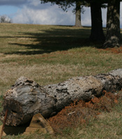 A homemade tree trunk jump