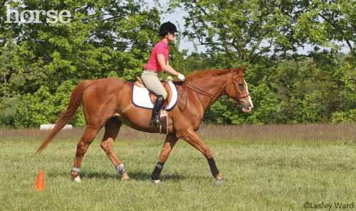 Interval Exercise for Horses