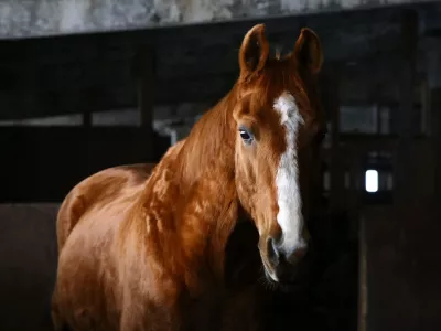 Как понять, что у лошади язва желудка?