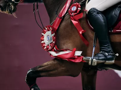 Ключевые черты хорошего спортсмена-конника 