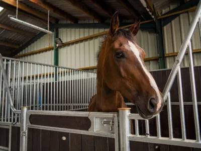 Счастье в деннике: маленькие детали делают лошадей спокойнее